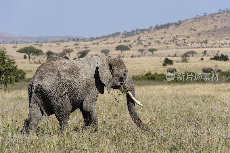 大象，loxodonta africana，坦桑尼亚，非洲，塞伦盖蒂国家公园。